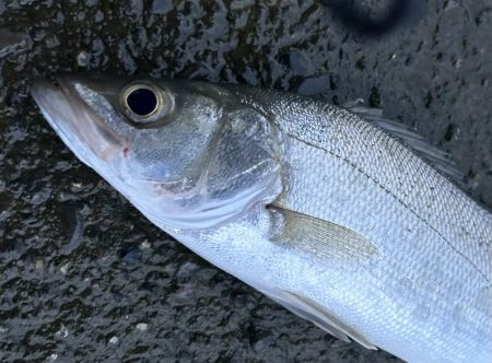 久しぶりならマイクロサイズでも嬉しい!