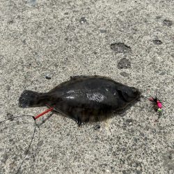 石狩湾新港で、五目釣り!!ハゼ、カレイとチカ狙い!!