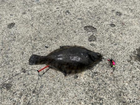 石狩湾新港で、五目釣り!!ハゼ、カレイとチカ狙い!!