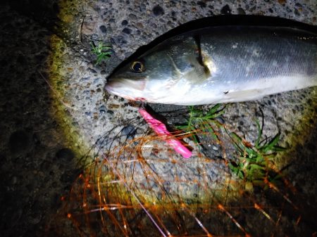 シーバス2匹　複数は難しいです