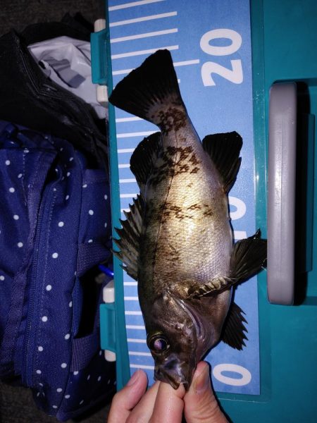 エギング　メバリング