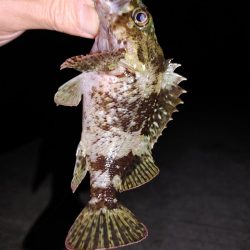 エギング、ちょっとだけメバリング