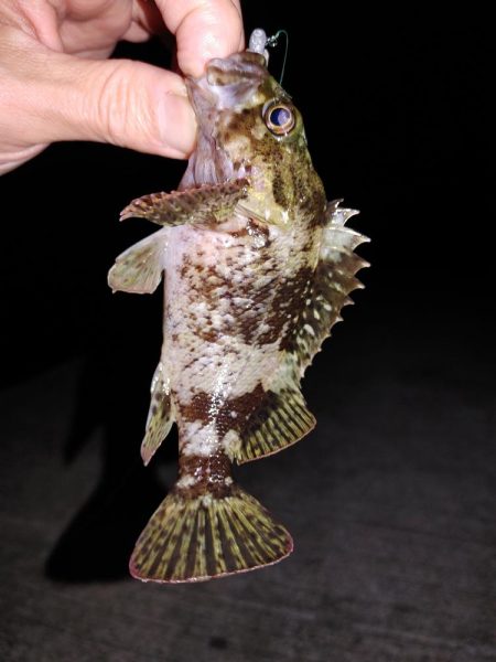 エギング、ちょっとだけメバリング