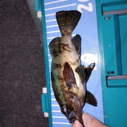 エギング、たまにメバリング