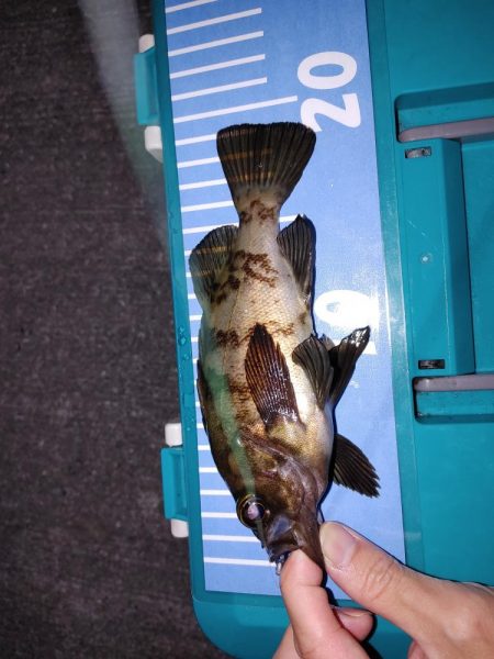 エギング、たまにメバリング