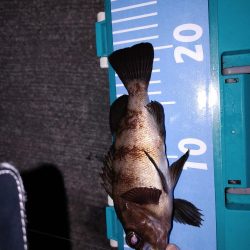 エギングたまにアジング