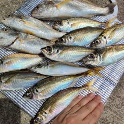 釣り幸でライトアジ