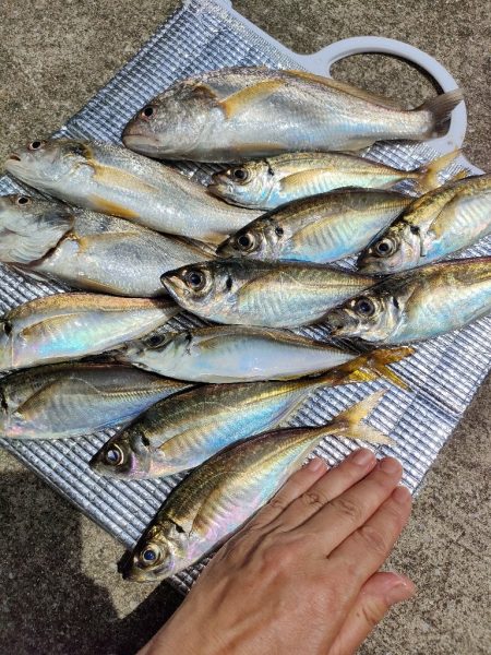 釣り幸でライトアジ