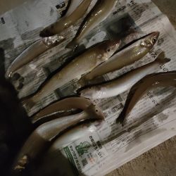 キス、アナゴリレー 吉野屋から