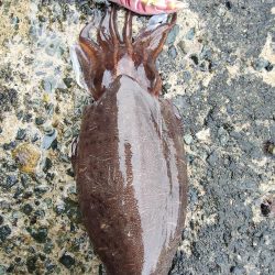 墨族　一本勝負