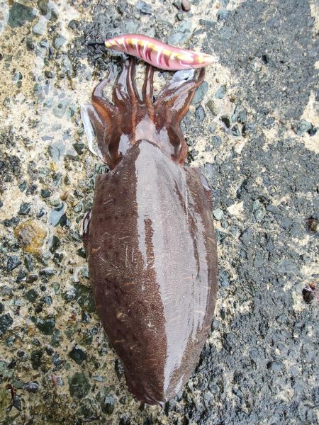 墨族　一本勝負