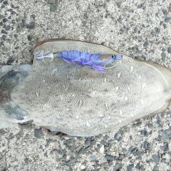 うん〜紋甲イカ