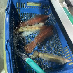 三国沖でのイカメタル