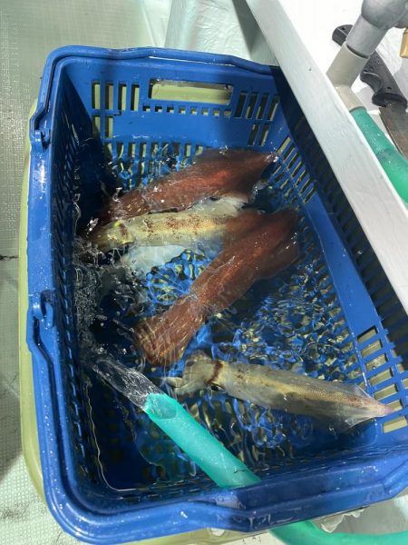 三国沖でのイカメタル