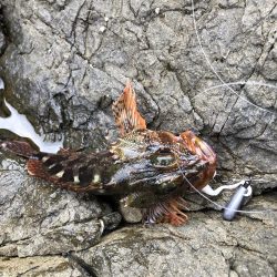 ライトロックフィッシング#1