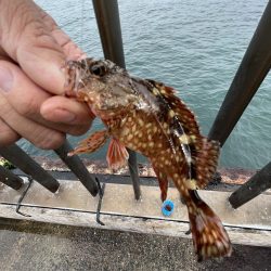 アジ回遊渋め②