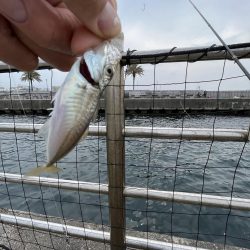 こサバマシマシ。人マシマし