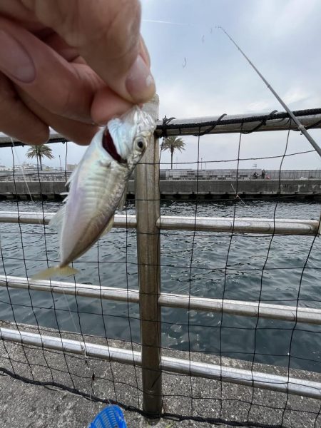 こサバマシマシ。人マシマし