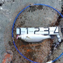 ぎりぎりハネ～6月ようやくシーバスが釣れた