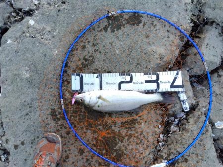 ぎりぎりハネ～6月ようやくシーバスが釣れた