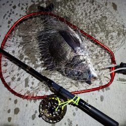 2023/05/31 南港ヘチ釣り釣行