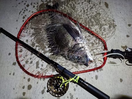 2023/05/31 南港ヘチ釣り釣行