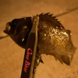 平日メバリング