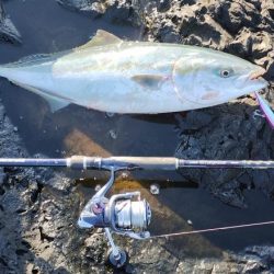 いいサイズが釣れました。