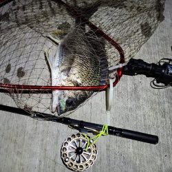 2023/06/04 南港ヘチ釣り釣行