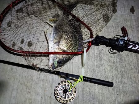 2023/06/04 南港ヘチ釣り釣行