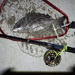 2023/06/05 南港ヘチ釣り釣行