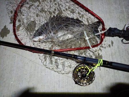 2023/06/05 南港ヘチ釣り釣行