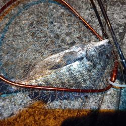 2023/06/09 南港ヘチ釣り釣行