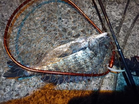 2023/06/09 南港ヘチ釣り釣行