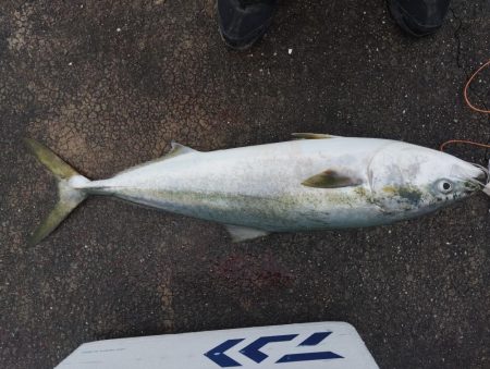 はじめて釣りました