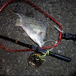 2023/06/11 南港ヘチ釣り釣行