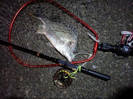 2023/06/11 南港ヘチ釣り釣行