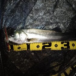 増水時はテトラ際狙いで