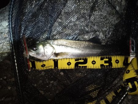 増水時はテトラ際狙いで