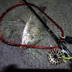 2023/06/12 南港ヘチ釣り釣行