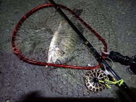 2023/06/12 南港ヘチ釣り釣行