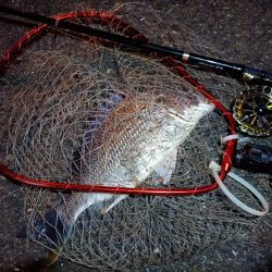 2023/06/13 南港ヘチ釣り釣行