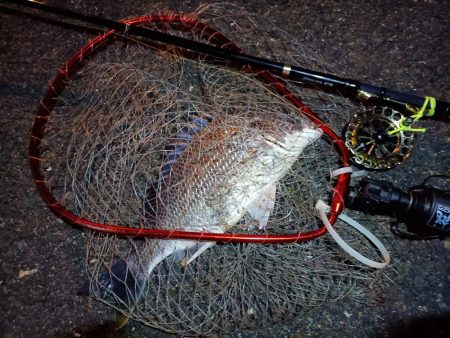 2023/06/13 南港ヘチ釣り釣行