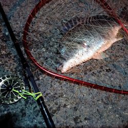 2023/06/16 南港ヘチ釣り釣行