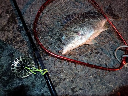 2023/06/16 南港ヘチ釣り釣行