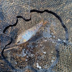 札幌市に流れている豊平川でヤマメが釣れる！！