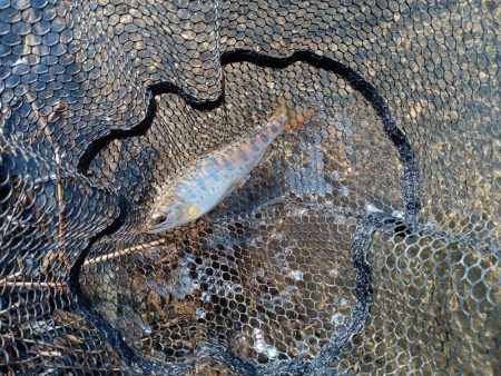 札幌市に流れている豊平川でヤマメが釣れる！！