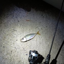 ナイターアジング