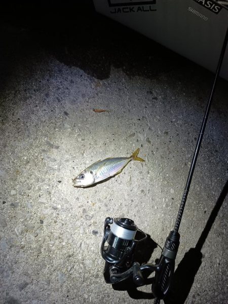 ナイターアジング