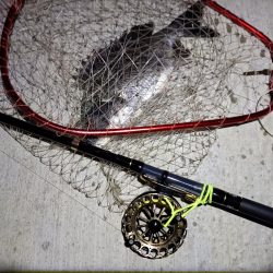 2023/06/19 南港ヘチ釣り釣行